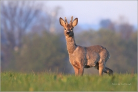 <p>SRNEC OBECNÝ (Capreolus capreolus) Šluknovsko - Jiříkov (European roe deer / Reh</p>